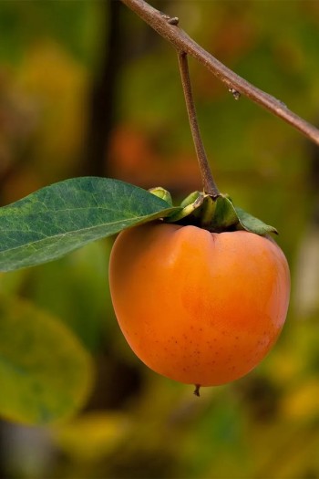 Хурма ‘Кіллен’|Diospyros virginiana ‘Killen’|Хурма ‘Киллен’